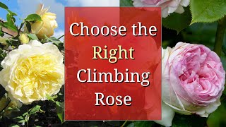 Choose the Right Climbing Rose [upl. by Nnyluqcaj]