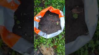 The Jalapenos seeds I planted in the recycled pet food bags have germinated [upl. by Ennaimaj]