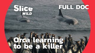 How does an Orca learn to hunt  AI  Full Documentary [upl. by Carie]