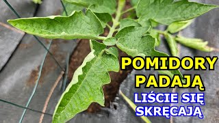 Pomidory PADAJĄ zwijają im się liście  jak pomóc Pomidorom Pomidory mają zwinięte liście do góry [upl. by Eriam]