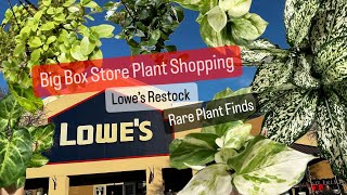 Big Box Store Plant Shopping Lowes Plants Restock Plant Finds [upl. by Victory]