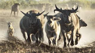 Extremely Rare Footage Pack of Dingoes Hunting Asiatic Water Buffalo in Australia [upl. by Nakashima18]