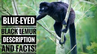 BlueEyed Black Lemur  Description and Facts [upl. by Euk]