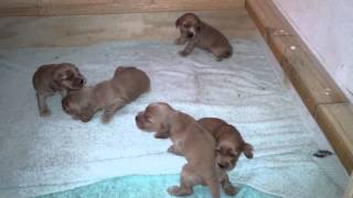 English Cocker Spaniel Puppies  2 weeks old  barkfest [upl. by Anna]