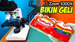 MILYARAN KEHIDUPAN BAKTERI BAIK PADA YAKULT  ZOOM 1000X MICROSCOPE [upl. by Annaierb859]