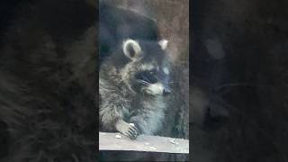 Animals in cages Raccoon Were sitting in the basement apartment [upl. by Aneehsar]