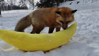 Finnegan Fox and DixieDo fox playing with a giant banana [upl. by Adams736]