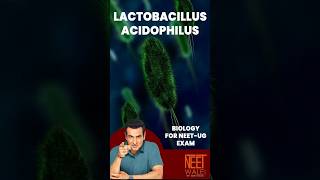 Lactobacillus Acidophilus  Human health and disease  class 11th Biology  NEET  neet science [upl. by Enrica395]