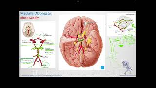 Neuroanatomy VD16  Medulla Oblongata part 5 blood supply amp vascular lesions [upl. by Brackely916]