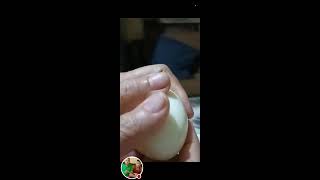 Kodee Vlogs is live Cracking egg [upl. by Sumer]