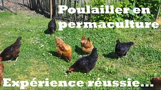 UN EXEMPLE RÉUSSI DE POULAILLER EN PERMACULTURE [upl. by Eniarda]