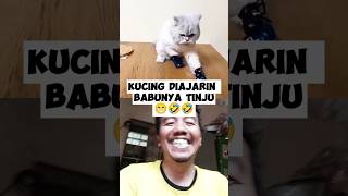 Mpus bisa tinju😹🤣shorts videoreaction funnyshorts [upl. by Jochbed560]