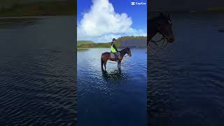 Horse Riding at Muriwai Beach wwwmuriwaibeachhorsetreksconz [upl. by Yrdua]