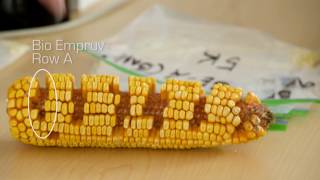 Bio Empruv  Corn Nutrition Testing with Jill Clapperton [upl. by Ellehcir]