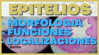 Identificar Epitelios en Histologia Morfologia Funciones y Localizacion [upl. by Gabe]