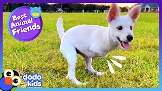 Spunky TwoLegged Pup Helps Her Best Friend Learn To Roll  Dodo Kids  Best Animal Friends [upl. by Wachtel]