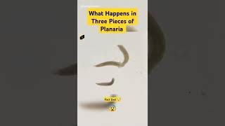 What Happens in Three Pieces of Planaria shorts [upl. by Robbyn]