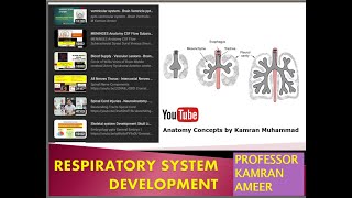 Respiratory System embryology Development of lungs M Kamran Ameer [upl. by Nolyk]