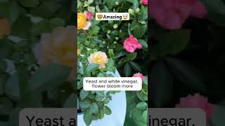 Tips for keeping plants healthyshortsfeed plants planting plantcare farming fruit shorts [upl. by Bevis99]