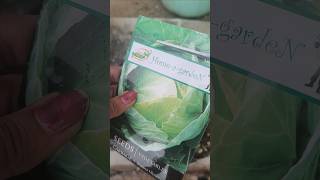 Easy way to Cabbage Seeds Planting 🥬garden viralvideo youtubeshorts subscribe [upl. by Nyrol]