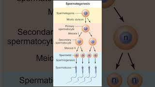 Gametogenesis  Spermatogenesis  Oogenesis [upl. by Dwayne]