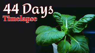 Growing Chinese Cabbage From Seed for 44 days l timelapse [upl. by Esya]