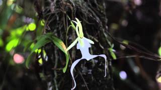 Ghost Orchid Flowers Blooming in the Swamp [upl. by Ayar]