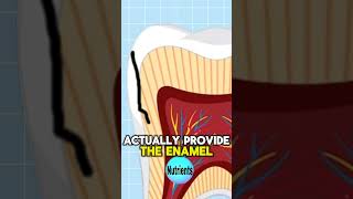 What happens when your tooth cracks viral facts shorts [upl. by Aicirtac]