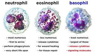 Types of Immune Cells Part 2 Myeloid and Lymphoid Lineages [upl. by Gerger]