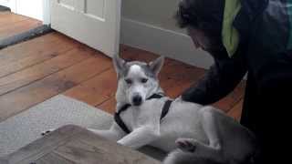 Blaze Loves His Kennel ORIGINAL Husky Says No to Kennel  Funny [upl. by Selassie]