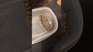 Kenyan sand boa feeding [upl. by Roon926]