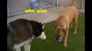 Cesar 911 S01E03 BOXER Part 3 [upl. by Wilde326]