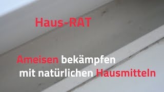 Ameisen bekämpfen mit diesen natürlichen Hausmitteln – HausRAT [upl. by Darill]