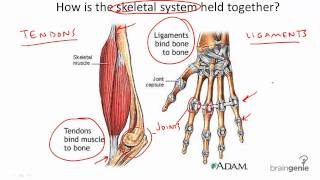 834 Tendons and Ligaments [upl. by Oflodur]