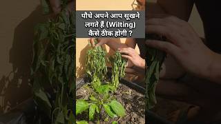 एक दिन में पौधा सुखाने वाली बीमारी के कारण जान लो terracegardening terracegarden rooftopgarden [upl. by Gustav]