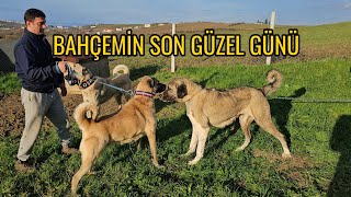 BAHÇEMİN SON GÜZEL GÜNÜ   KIZAN DİŞİLERİ HALA EŞLEŞMİYOR [upl. by Elish]