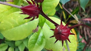 How To Grow Roselle Hibiscus From Seeds [upl. by Allenod]