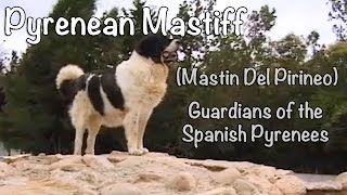 Pyrenean Mastiff  Mastin Del Pirineo Guardians of the Spanish Pyrenees [upl. by Brien]