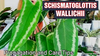 Schismatoglottis Wallichii Plant Propagation and Care TipsGee Channel [upl. by Jahn]