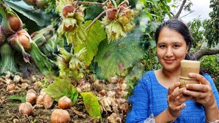 Hazelnut Season Hazelnut Cold Coffee Recipe In Kinnaur HP [upl. by O'Callaghan]