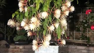 Epiphyllum oxypetalum Queen of the Night  月下美人） Super Bloom Time Lapse [upl. by Holmann]