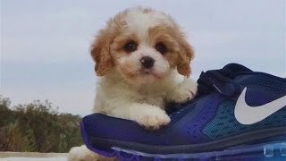 CavaChon Designer Puppies  Cavalier x Bichon Frise  San Diego [upl. by Damiani]