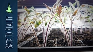 Starting Seeds Indoors A Beginner’s Guide [upl. by Timothea]