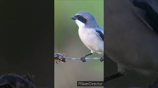 danger Shrike bird Amazing fact Shrike bird Shorts [upl. by Newo227]