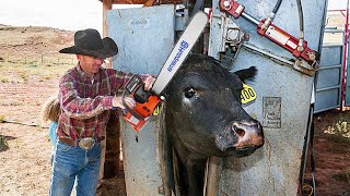 See how this cow machine works Incredible farm modern technology machines [upl. by Jeavons]