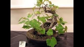 Wine Grape Bonsai I BS [upl. by Refitsirhc]