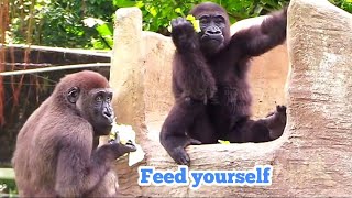 兄弟乖乖吃飯😆🤣Silverback gorilla family interactionsDjeeco FamilyTayariJabaliIrikiRingo [upl. by Anilet]