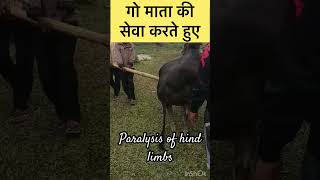 Paralysis of hind limbs l Dr Umar khan [upl. by Aicnetroh383]