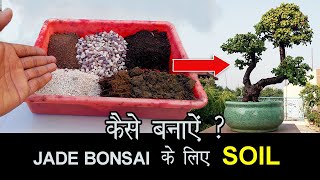 How to make Bonsai Soil for Jade Bonsai  Repot Jade Bonsai in Best Soil Medium [upl. by Janene]