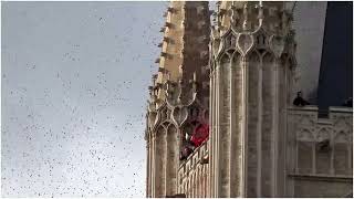 The Poppy Drop Ypres 11 11 2024 [upl. by Machute384]